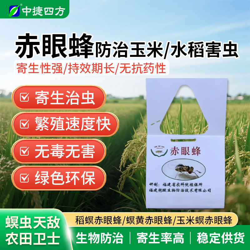 福建艳旋赤眼蜂球蜂卡 稻螟赤眼蜂螟黄玉米螟 二化螟天敌寄生蜂