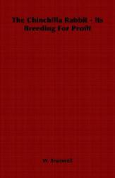 Chinchilla Rabbit Its for The Breeding Profit 预售