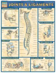 【预售】Joints & Ligaments