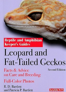 现货 Leopard and Fat-Tailed Geckos