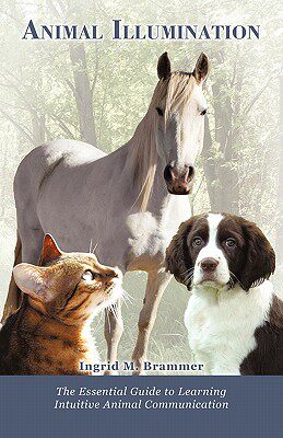 【预售】Animal Illumination: The Essential Guide to Learning