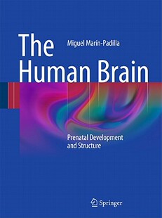 Human Structure The Development and Prenatal 预售 Brain