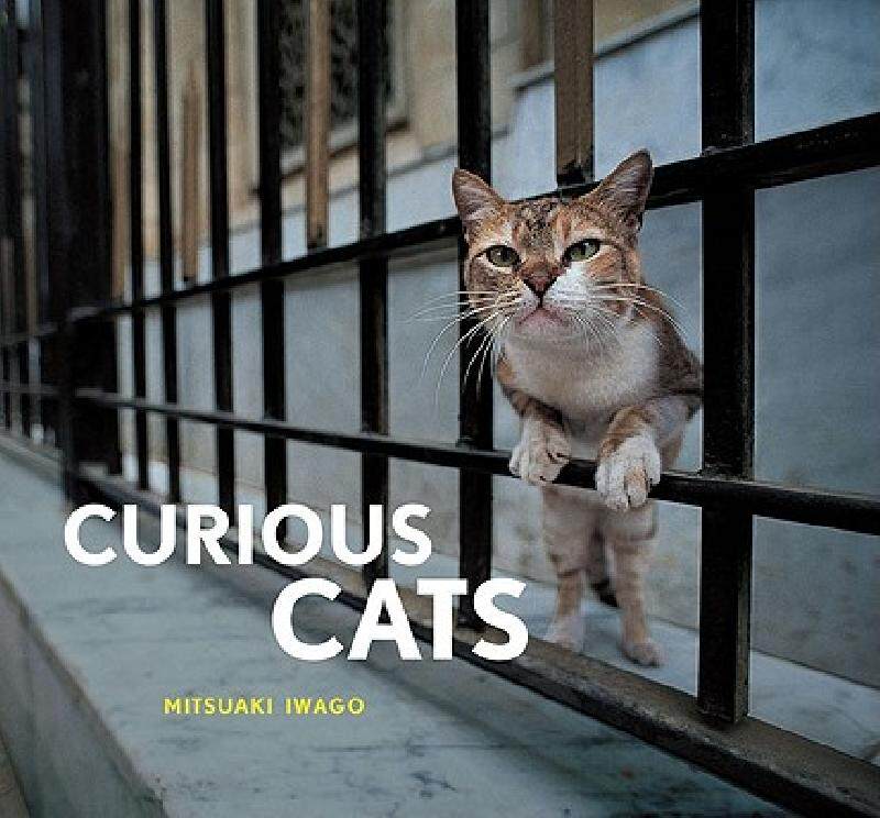 【预售】Curious Cats