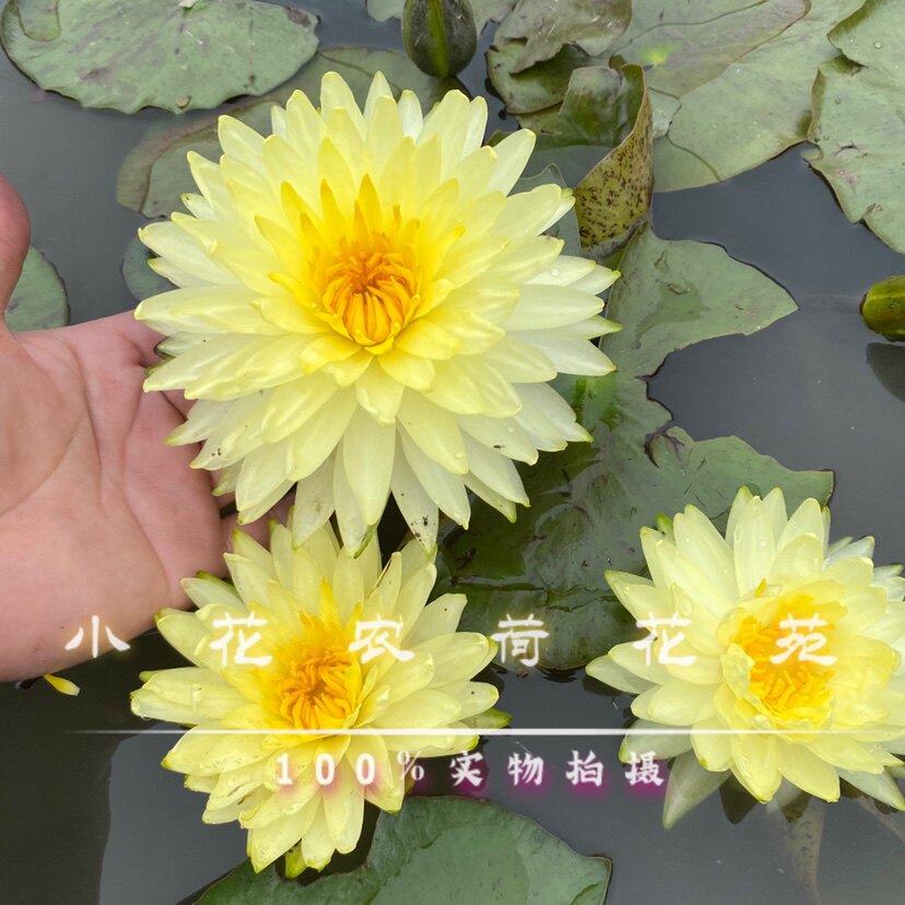 荷花莲花 泰国睡莲新品普拉卡 