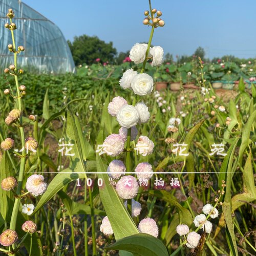 日本重瓣鱼缸景观过滤器挺水植物