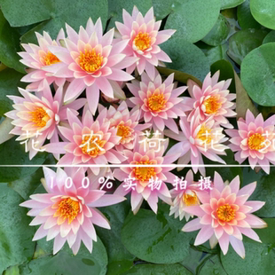 睡莲科罗拉多 橙粉色耐寒睡莲小科 长势快花量大花园湿地公园水池
