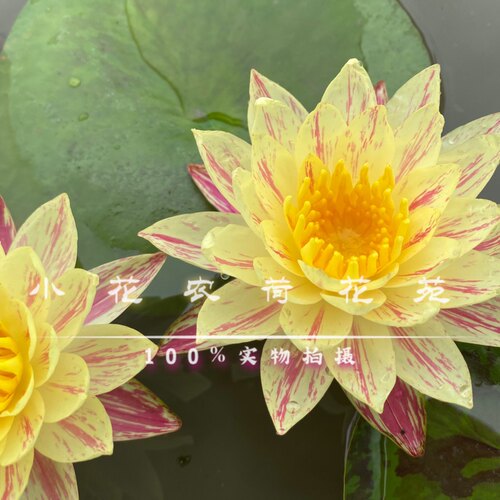 盆栽睡莲 帕拉尼 花色非常独特 香味清新 小花农荷花苑