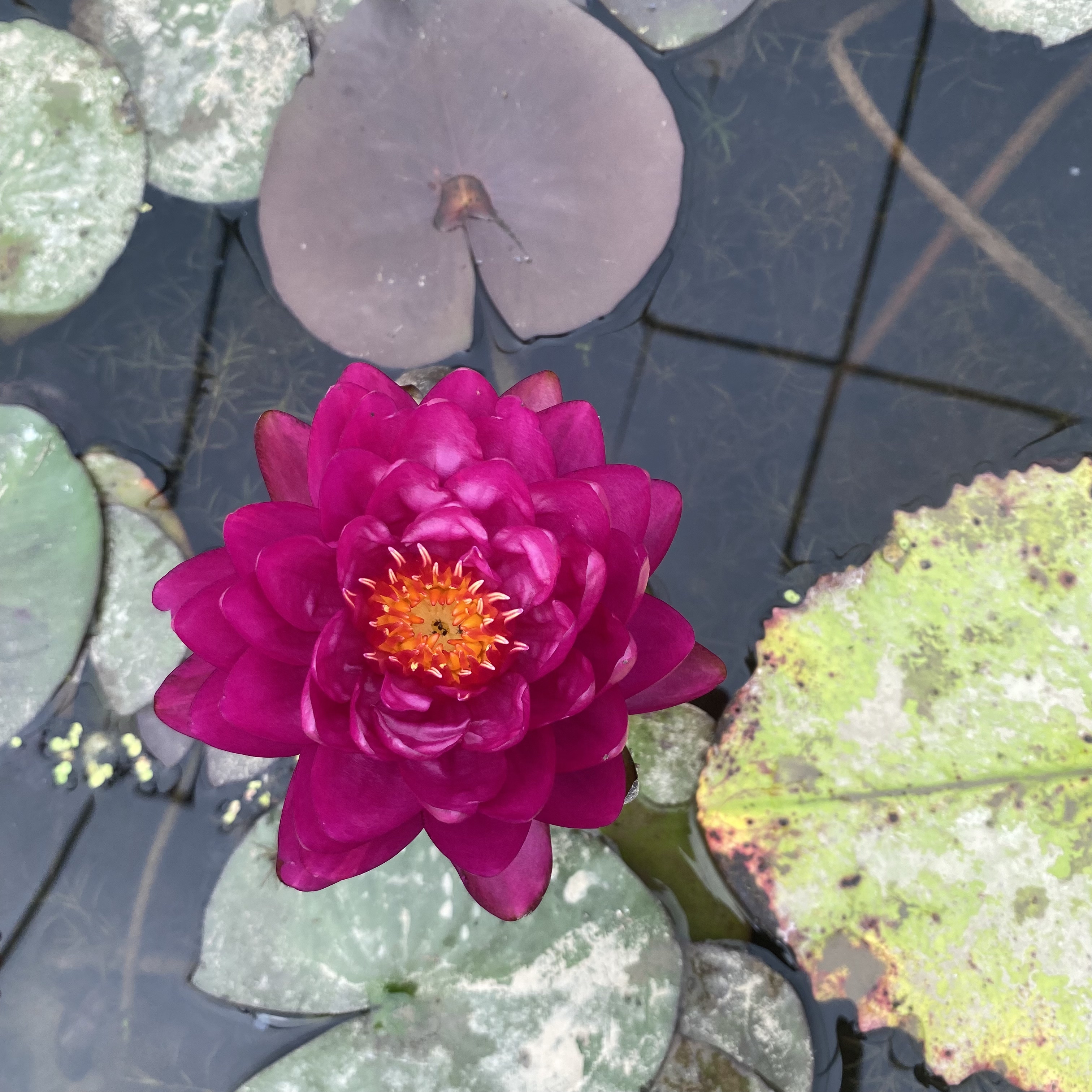 莲花水中牡丹睡莲花新品跨亚属 齐鲁润 颜色艳丽重瓣品种水生植物