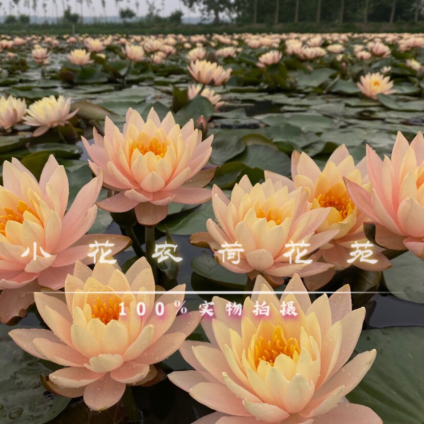 肯斯花色橙黄靓丽全年开花机器
