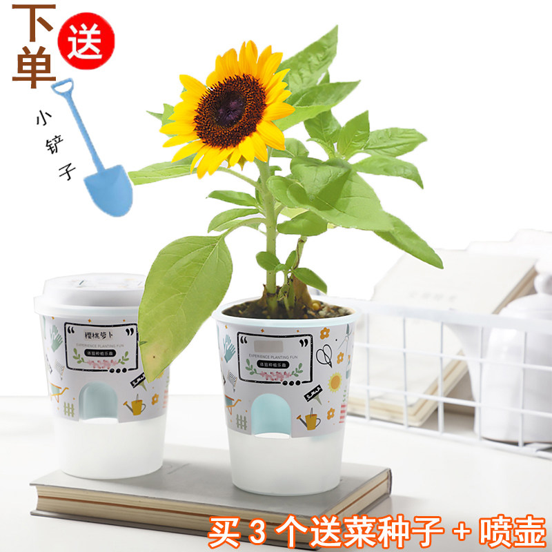 办公室小花农价格 办公室小花农图片 星期三