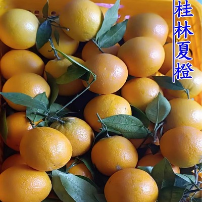 桂林夏橙当年新果多汁净重9斤