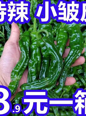 江苏徐州新鲜特辣自种皱皮薄皮辣椒现摘现发辣子鸡1/5斤现货包邮