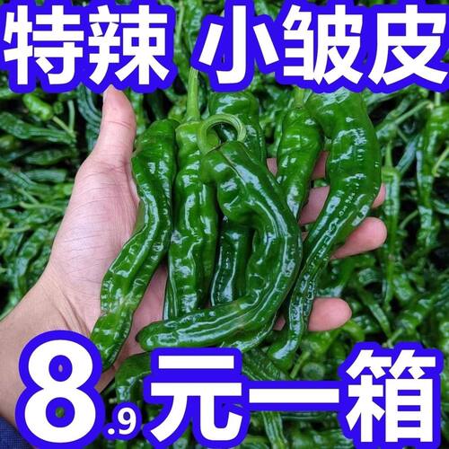 江苏徐州鲜辣椒皱皮特辣自种现摘