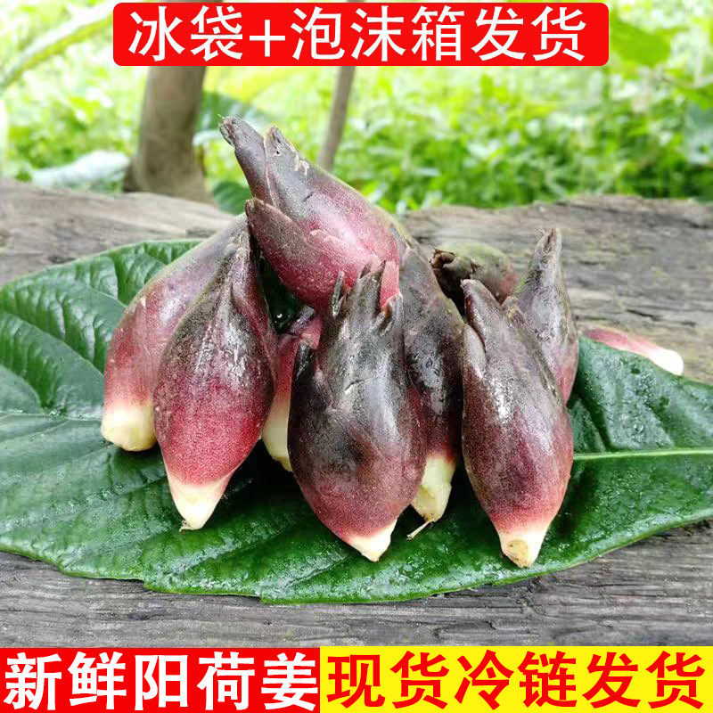 云南2026年新鲜现挖阳荷姜当季阳荷姜蔬菜腌制食用基地种植5斤装