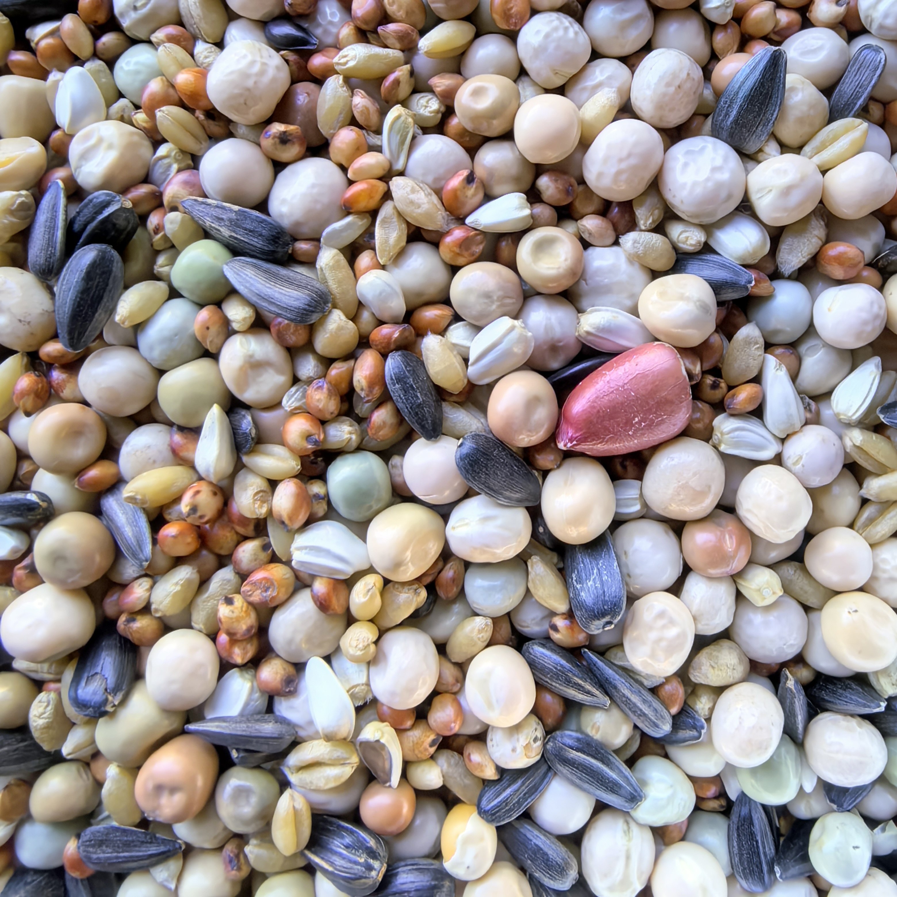 鸿赛50斤鸽子粮，发快运，全国大部分地区送货上门,宠物/宠物食品及用品,鸟食,淘宝优惠券,粉丝福利购,淘宝优惠卷