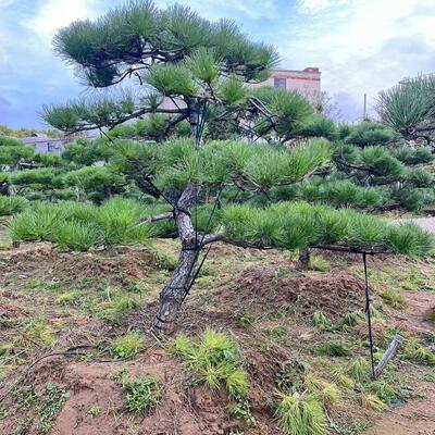 黑松油松造型风景树大型别墅公园庭院四季常青绿化苗大树苗迎客松