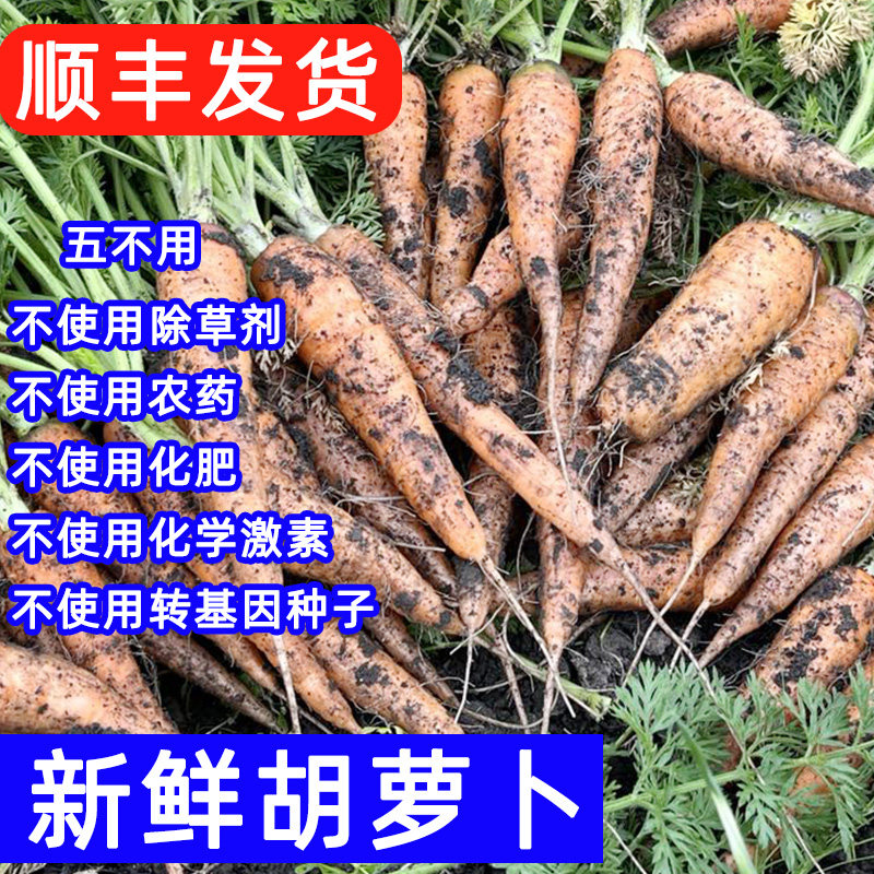 云南蔬菜纯素食胡萝卜农家生态种植新鲜自然现采脆嫩爽口萝卜良道