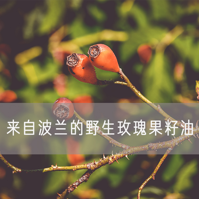 50ml波兰野生玫瑰果芳疗按摩籽油