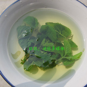野生桑芽茶50g干桑芽菜干货桑叶嫩桑芽茶桑树芽晒干非炒茶4件包邮