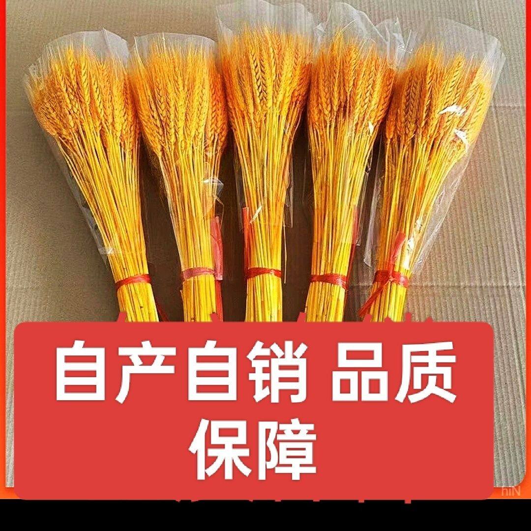 天然麦穗干花开业大麦篮田园摄影