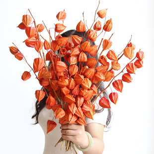 百搭风【酸浆果干花】锦灯笼果红姑娘年宵花家居装饰DIY自然干果