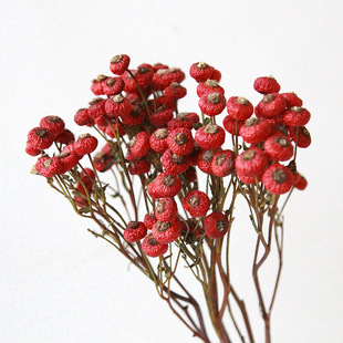 百搭风蔷薇果干花云南源头工厂家居饰品自然干花玫瑰果插花diy