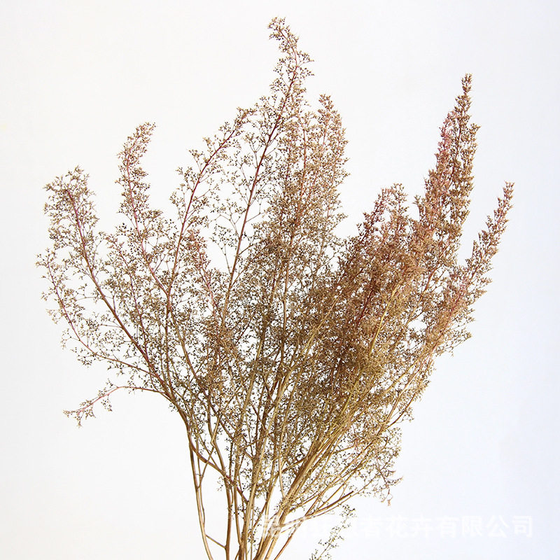 狂想者新品【刺黎干花束】建筑模