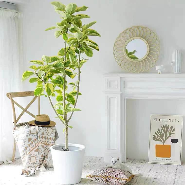 黄金榕盆栽原生青叶橡皮树盆栽富贵榕北欧风室内盆景客厅绿植大型