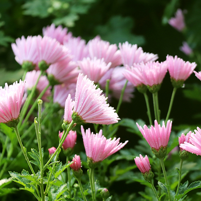 园艺日本食用多年生美观花卉植物