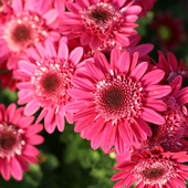 秋菊包对版 东篱园艺新品 菊花进口5号 多年生室内外盆栽地栽花卉