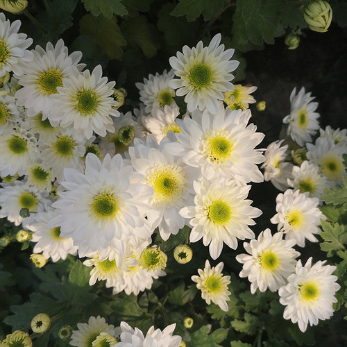 园艺菊花白色盆栽地栽穴盘苗新品