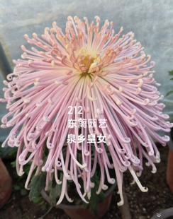 东篱园艺新品骏河系列!泉乡系列!国华精兴菊花