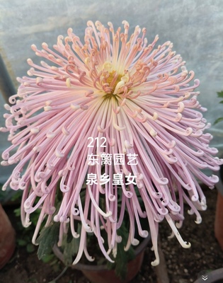 植物庭院易爆盆千头菊