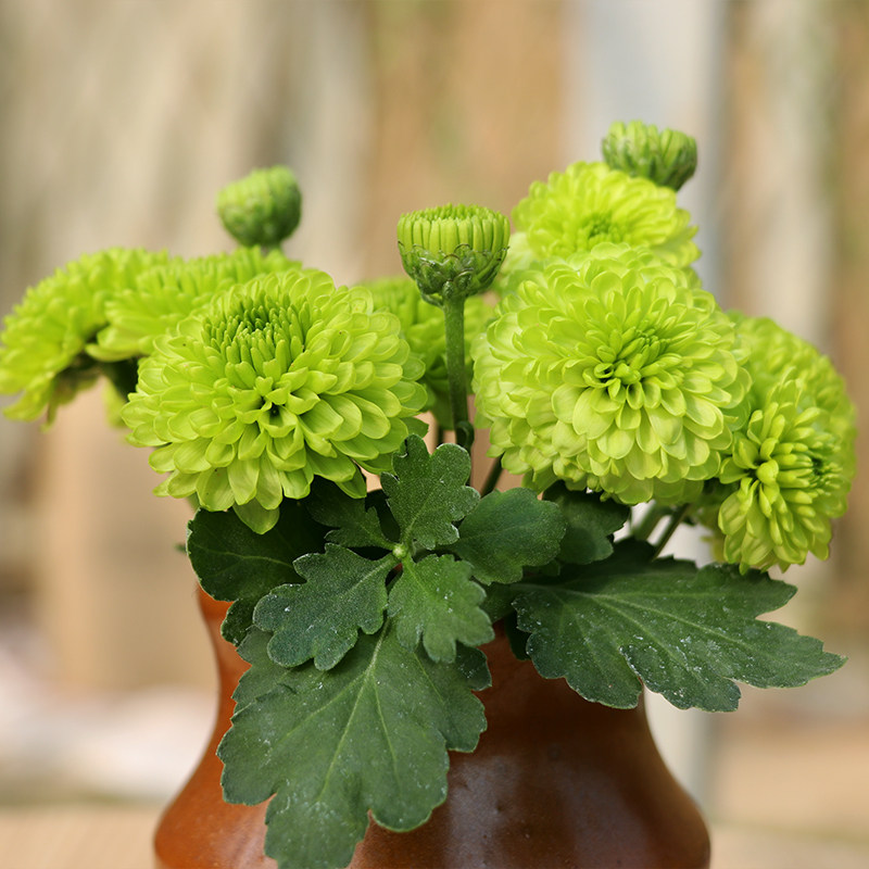 东篱园艺康复进口乒乓菊花苗秋季室内外阳台盆地栽花卉植物耐热寒