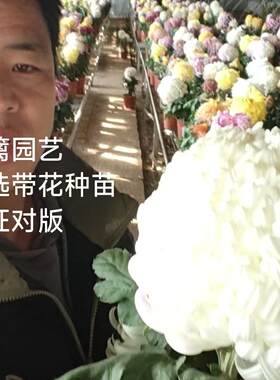 东篱东篱园艺稀有九月菊精兴系列