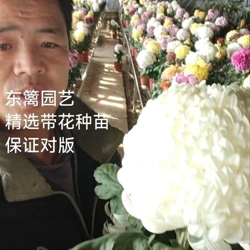 东篱东篱园艺稀有九月菊精兴系列