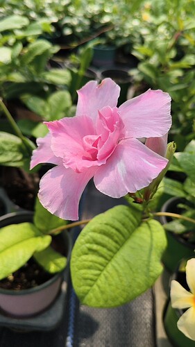 新品进口条纹重瓣飘香藤小盆苗