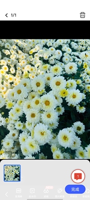 园艺食用菊花多年生穴盘苗新品