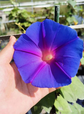 精品美国宿根大花树牵牛】会变色一天两个颜色有时蓝色紫色穴盘苗