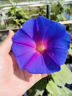 精品美国宿根大花树牵牛】会变色一天两个颜色有时蓝色紫色穴盘苗