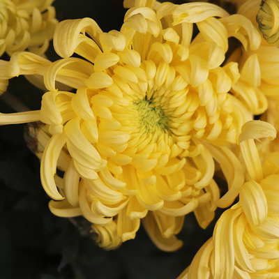 老品种菊花东篱园艺阳台盆栽