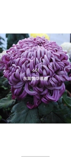 国华大菊，国华圣者，国华初樱，国华理想，国华秋菊