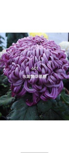 国华大菊圣者初樱理想秋菊四季长青九月菊