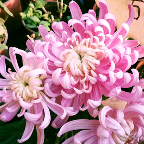 园艺地栽四季花卉植物