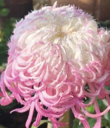 东篱园艺大花瑞云殿新品菊花对版盆栽圣者鹅毛穴盘苗多年生阳台
