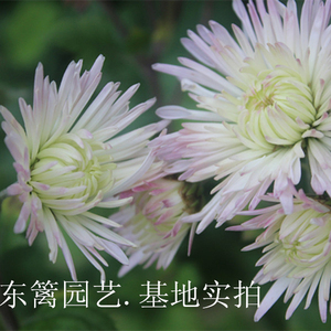 东篱园艺香菊稀有食用菊花苗室内外阳台盆栽地栽花卉植物多年生生