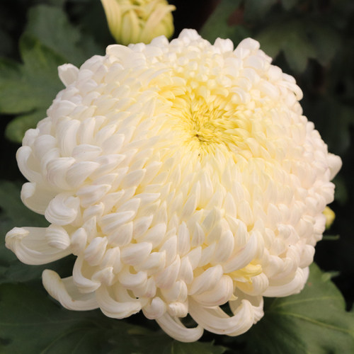 园艺白色菊花多年生穴盘苗新品