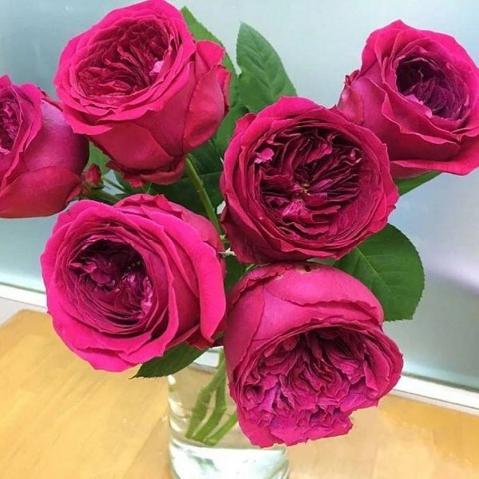 双人芭蕾大花浓香灌木月季小苗