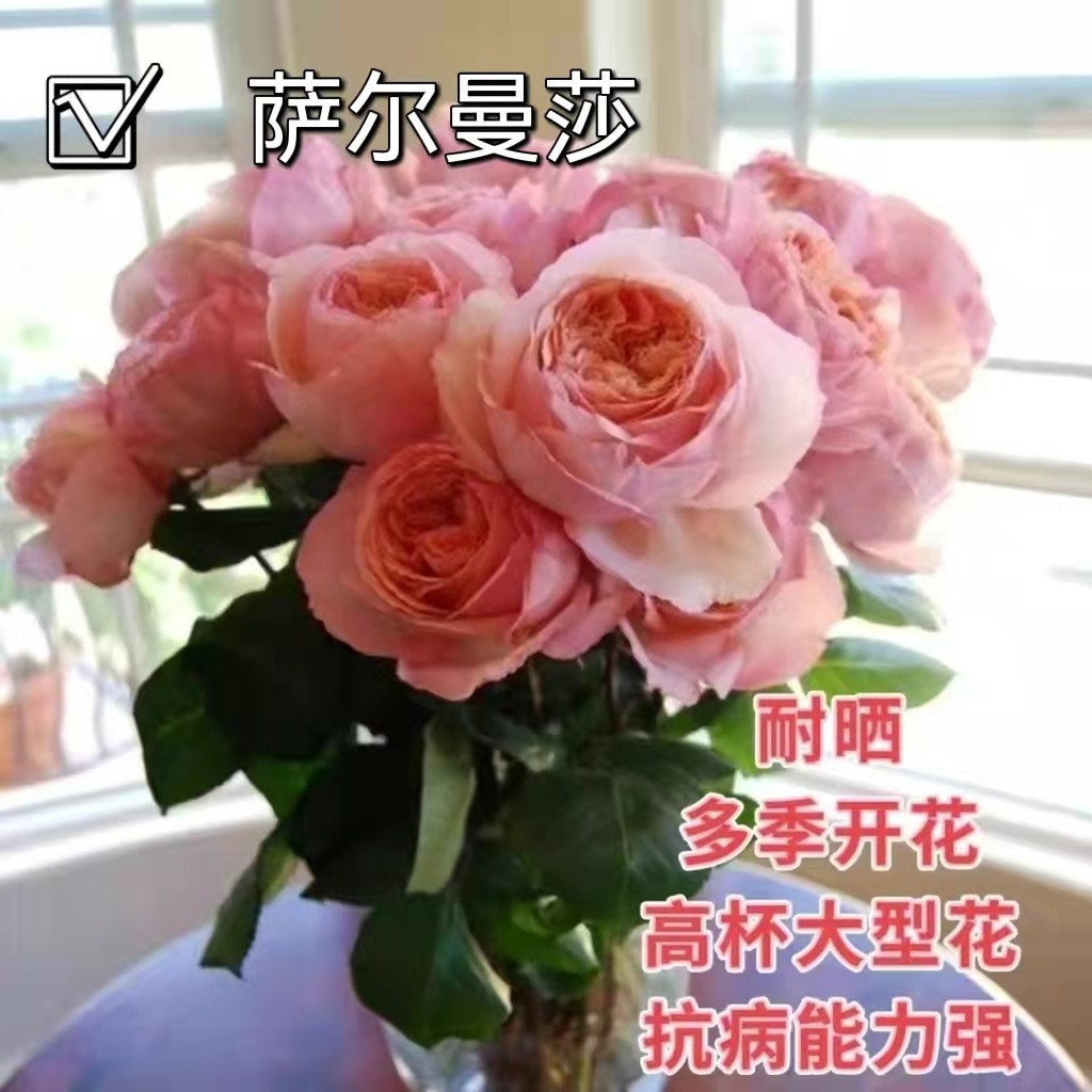 萨尔曼莎英国大花橙粉红波浪边月季花苗可藤可灌庭院阳台花卉盆栽