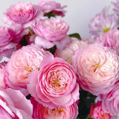 康斯坦茨复色多季多头灌木月季